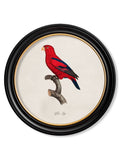 Shop Vintage French Parrot Round Wall Art with Minimal Carbon Footprint