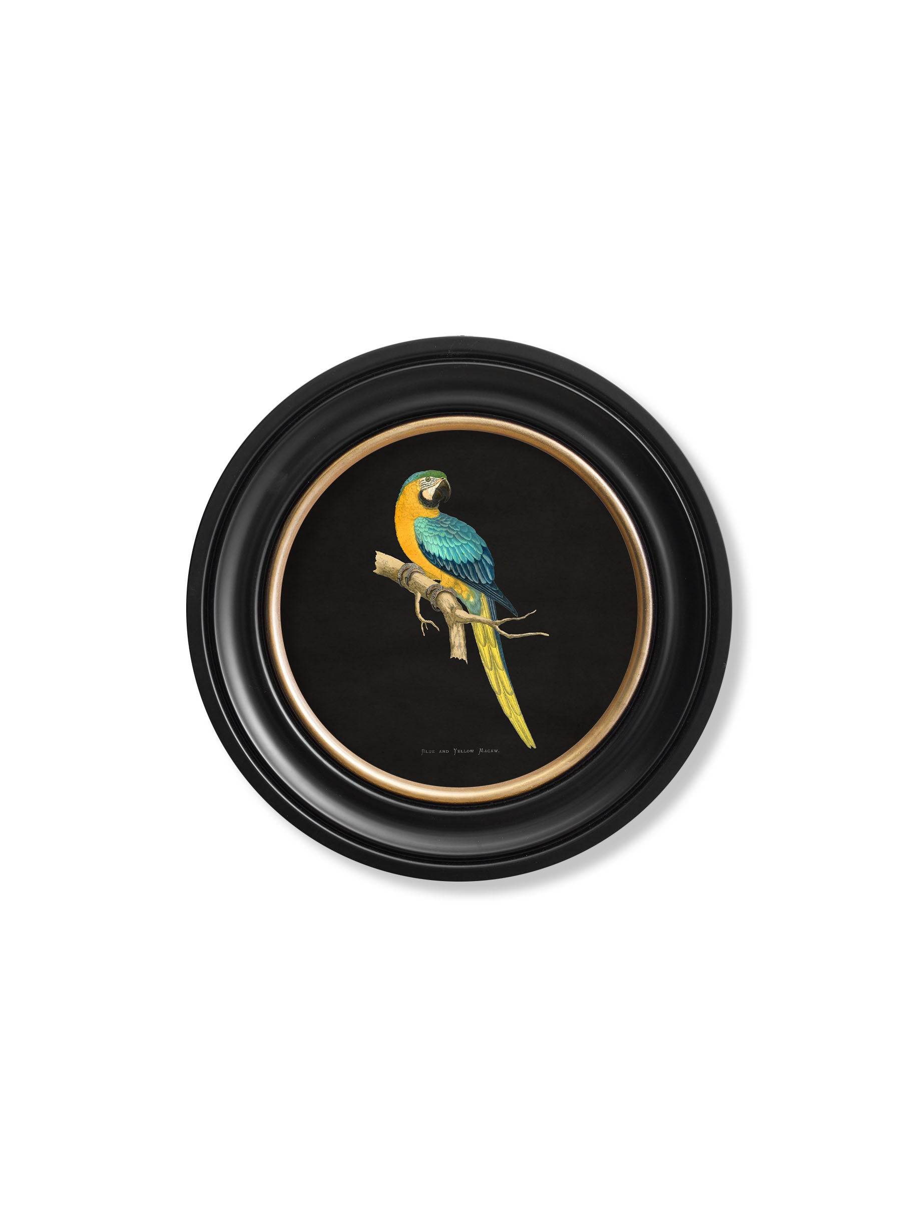Shop WT Greene parrot illustration round framed decor online
