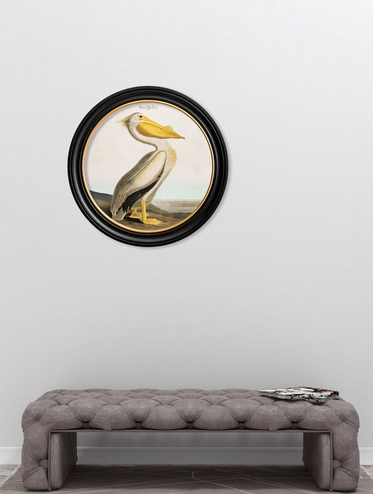 Shop antique Audubon pelican light round framed wall art online UK
