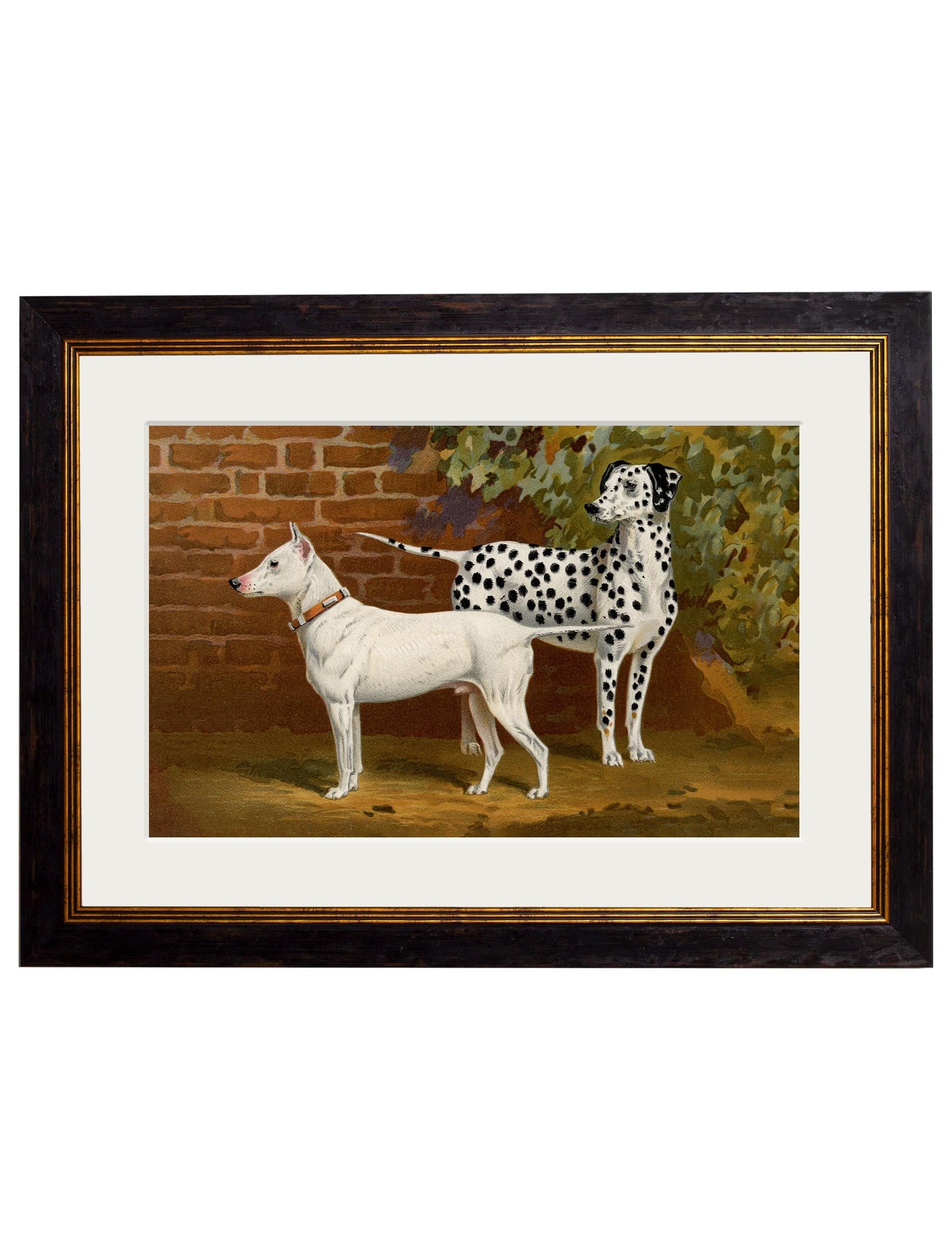 Shop antique British dog breed portrait framed print online
