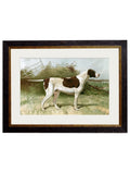 Shop antique British gun dog Foxhound Pointer framed print online
