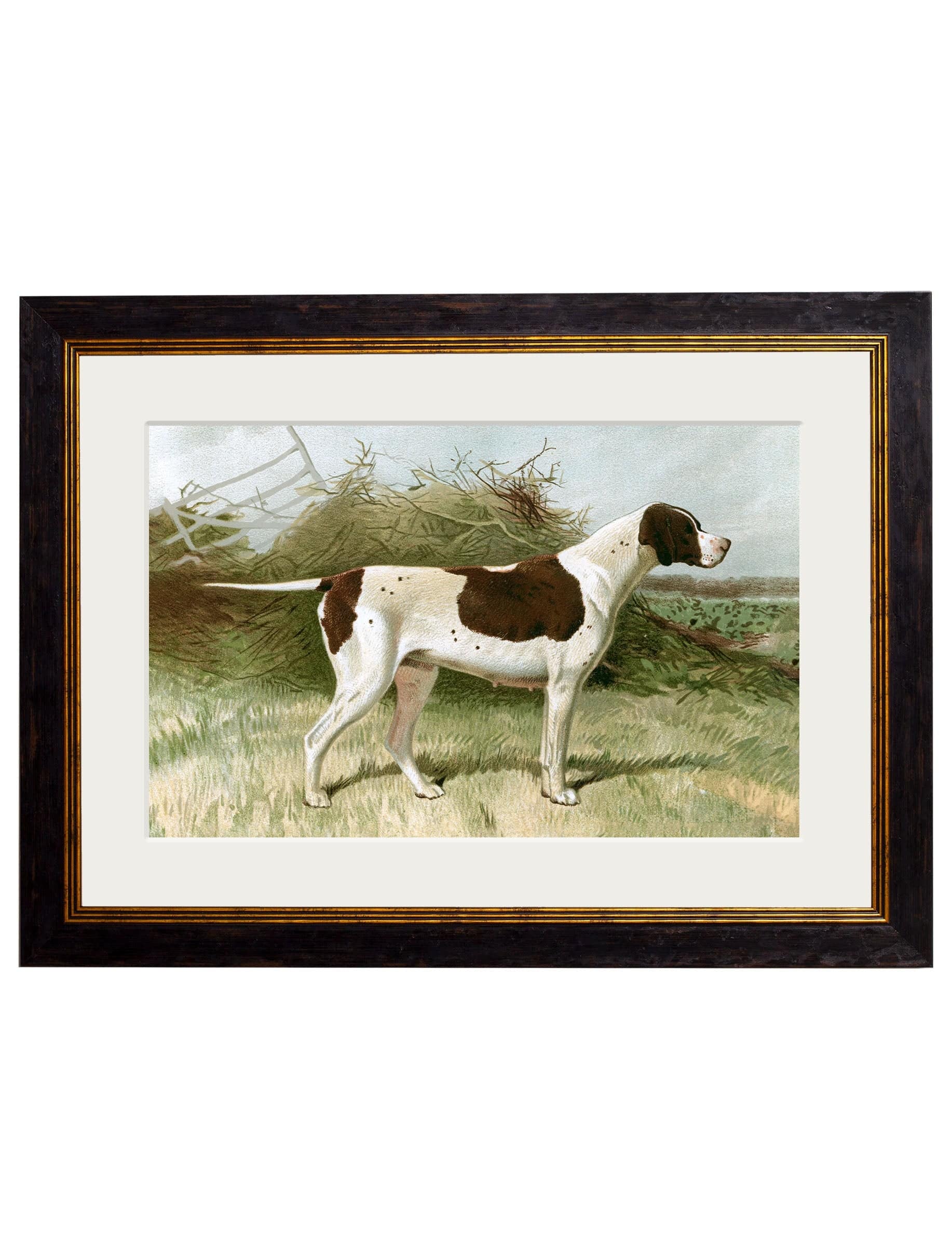 Shop antique British gun dog Foxhound Pointer framed print online
