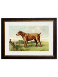 Shop antique British terrier breed portrait framed print online

