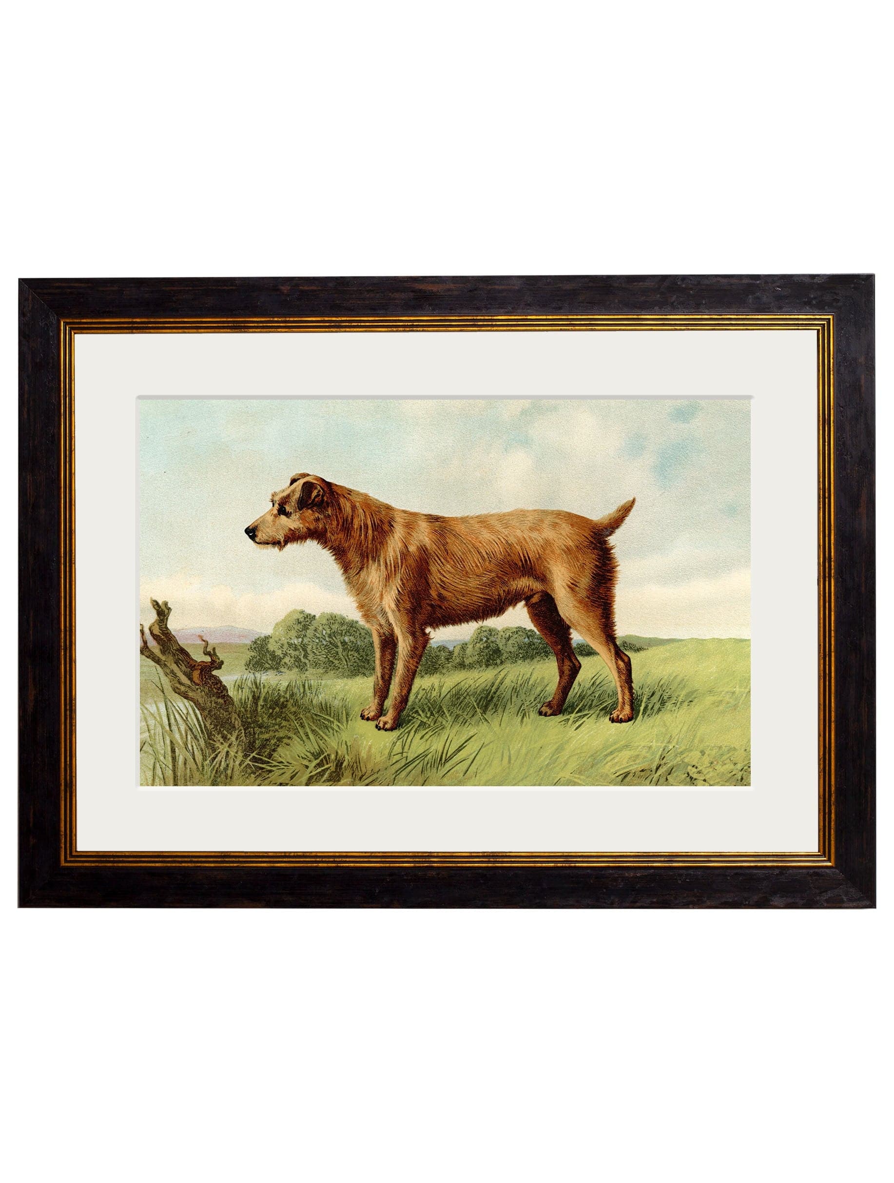Shop antique British terrier breed portrait framed print online
