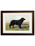 Shop antique British working dog breed framed print online
