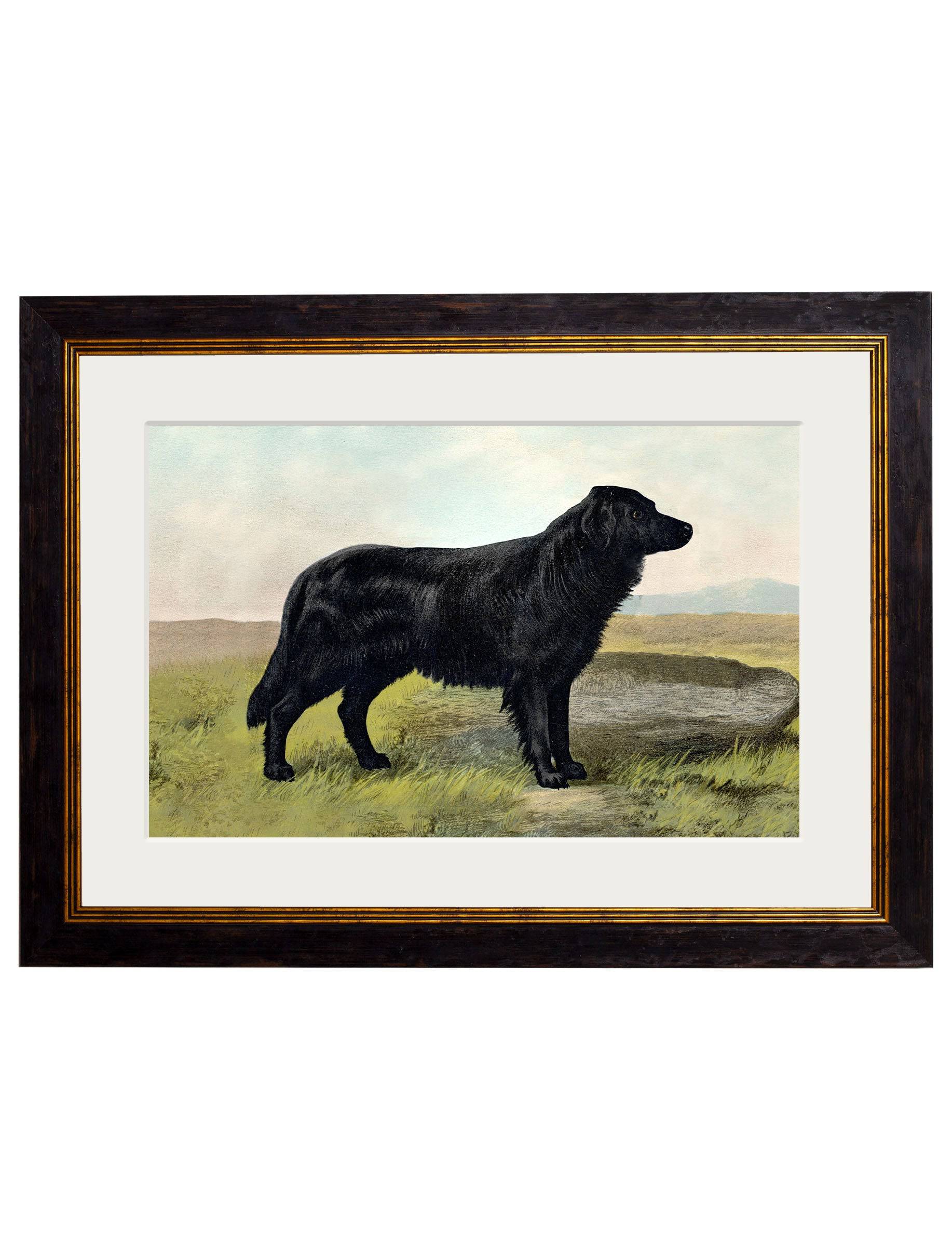 Shop antique British working dog breed framed print online

