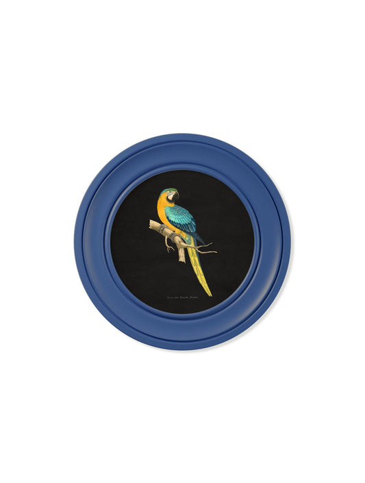 Shop antique blue macaw wall art in round frames online