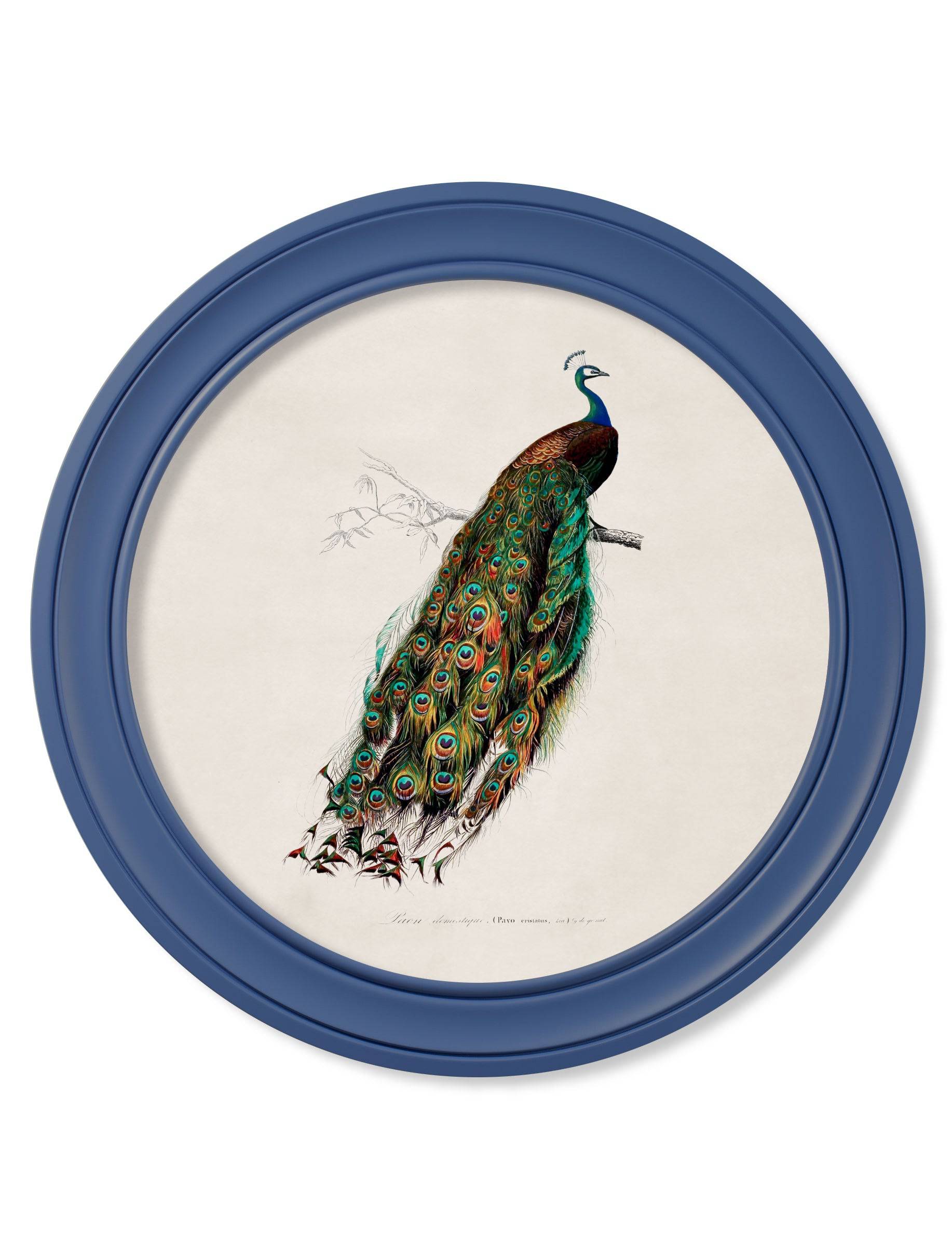 Shop antique blue peacock wall art in round frames online