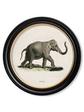 Shop antique natural history elephant art in circular frames online