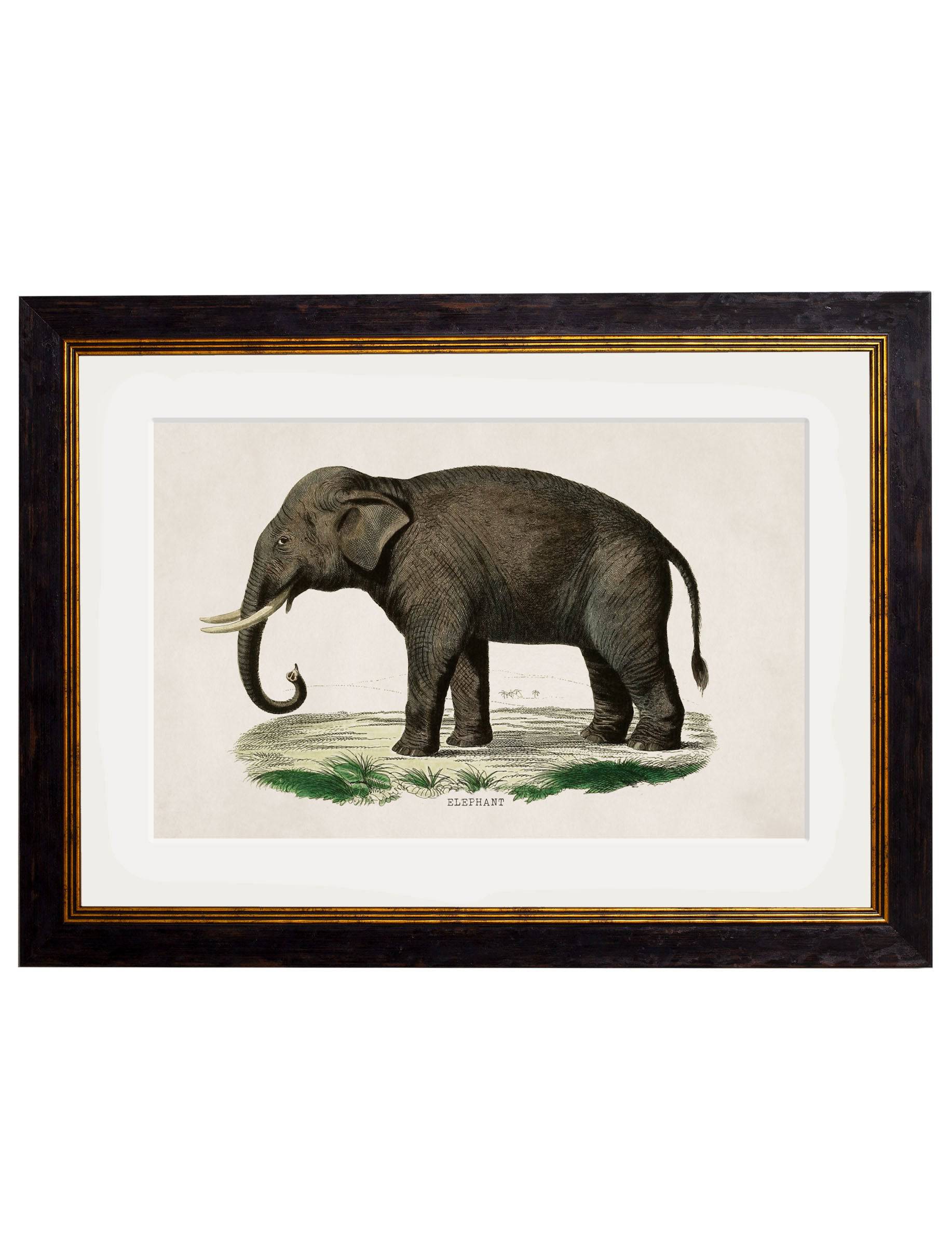 Shop antique natural history elephant illustration prints online