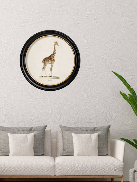Shop antique natural history giraffe art in circular frames online