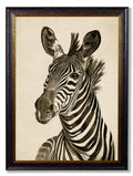 Shop antique natural history zebra prints with dark backgrounds online