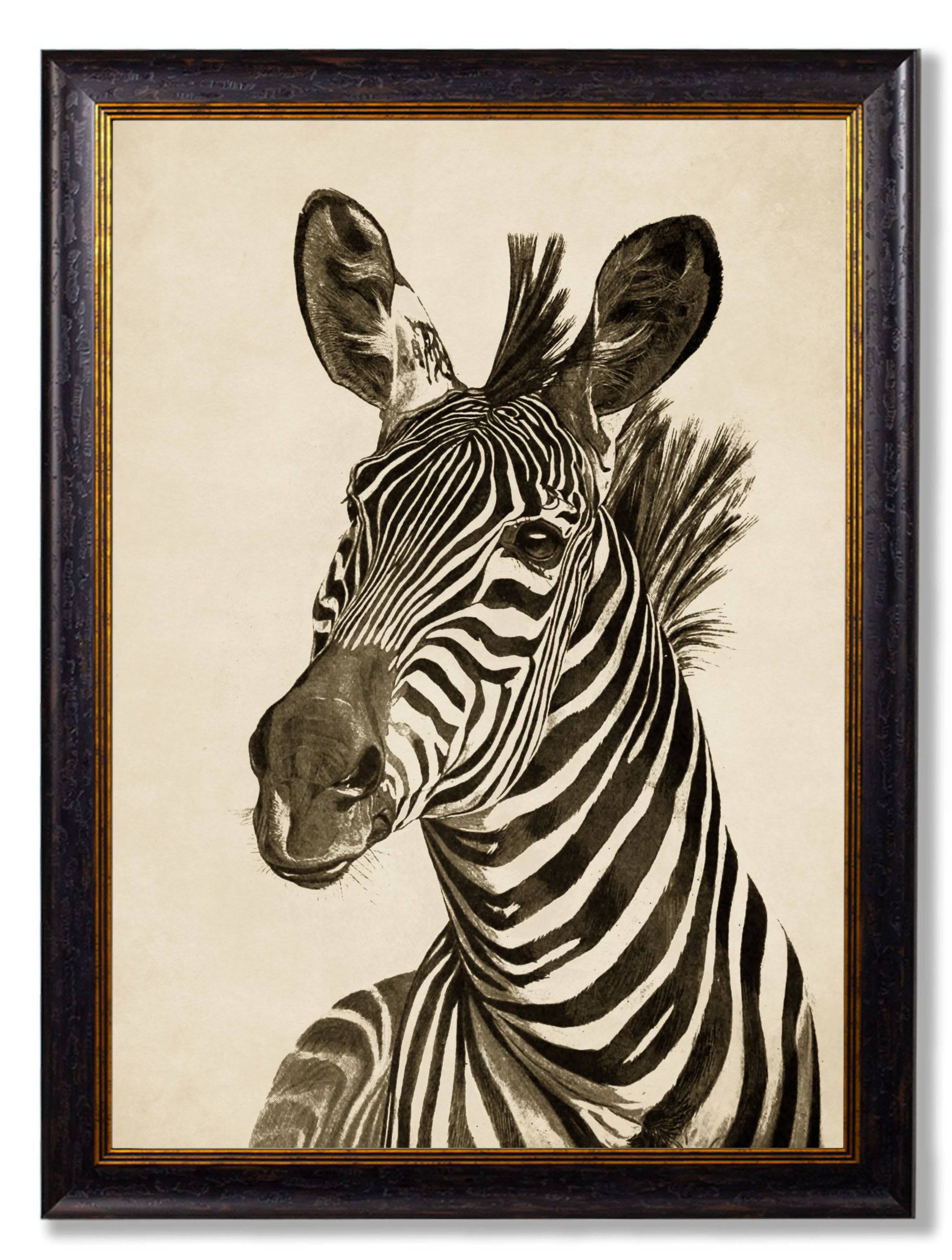 Shop antique natural history zebra prints with dark backgrounds online