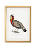 Shop antique pheasant wall art in circular frame online