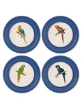Shop archival 1884 macaw illustrations blue round framed prints UK delivery
