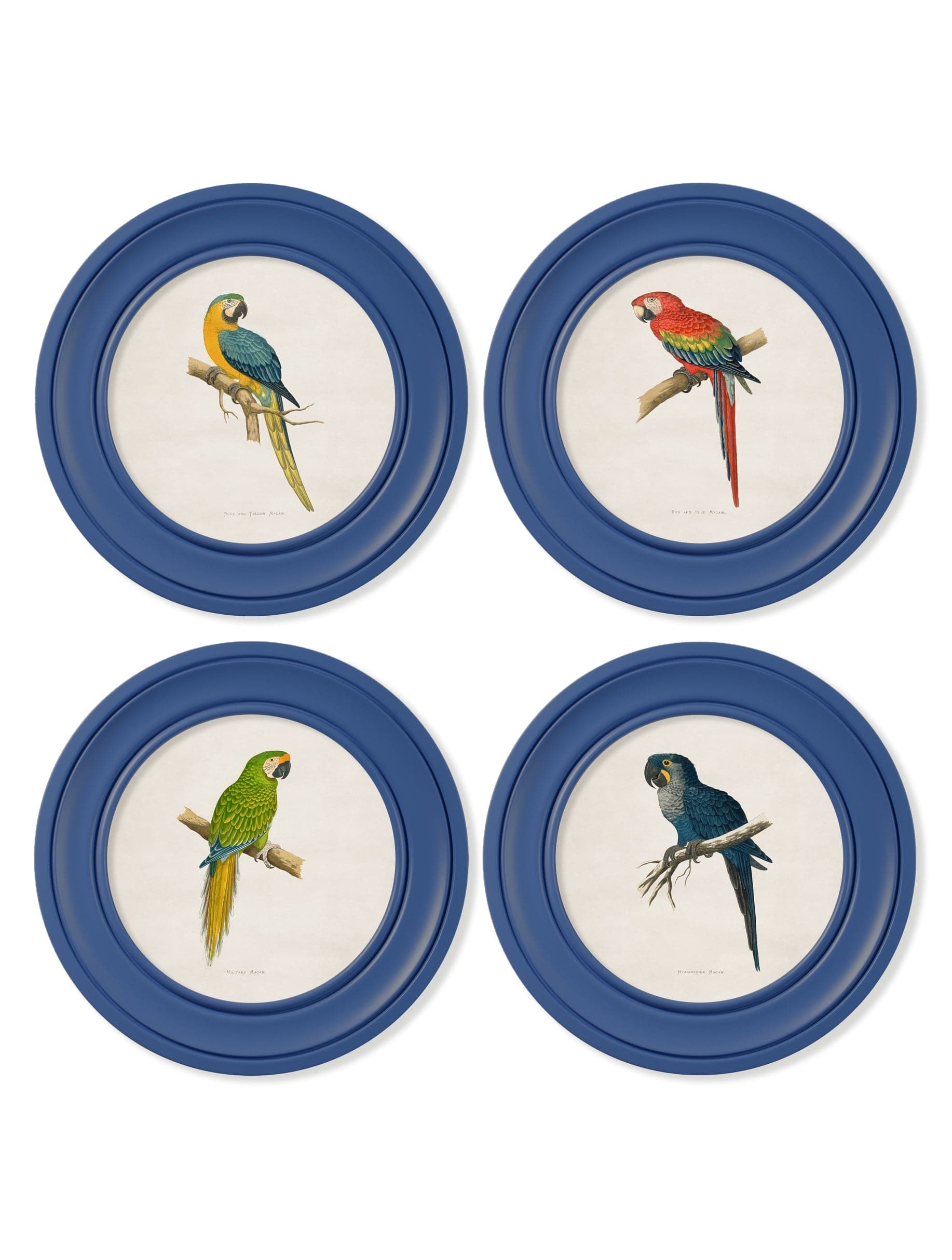 Shop archival 1884 macaw illustrations blue round framed prints UK delivery
