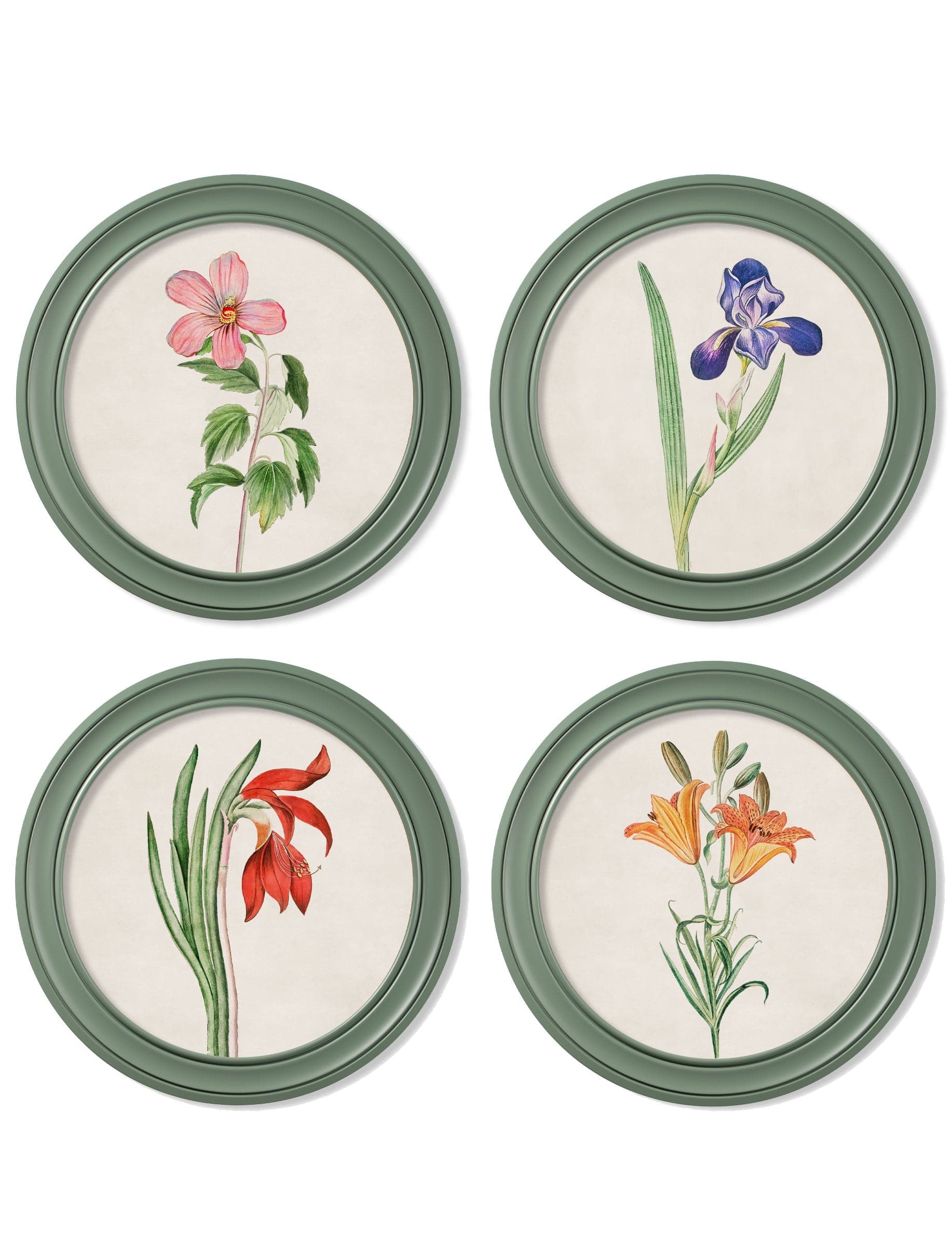 Shop c.1780 Flowering Plants Round Frame Green vintage art