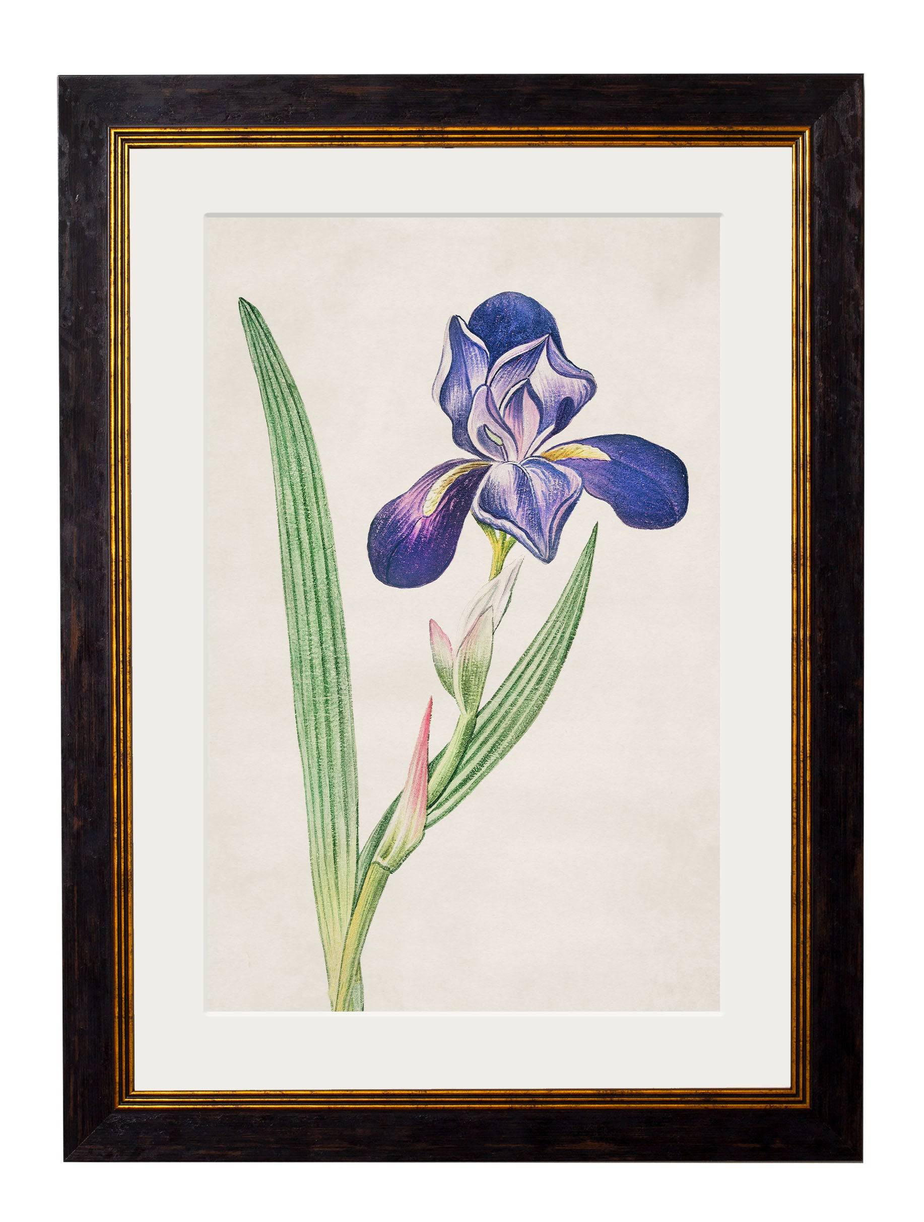 Shop c.1780 Flowering Plants collection of four framed prints online UK
