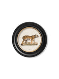 Shop c.1824 Tiger Round Frame archival giclée print online
