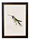 Shop c.1833 Trochilus Cyanopagon Print in Sustainable Wood Frame
