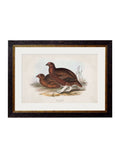 Shop c.1837's British Game Birds archival framed print Blythe Living
