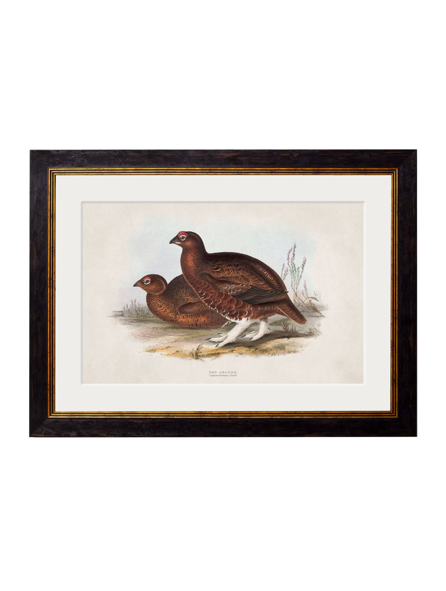 Shop c.1837's British Game Birds archival framed print Blythe Living
