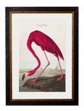 Shop c.1838 American Flamingo Vintage Print with Optional White Mount