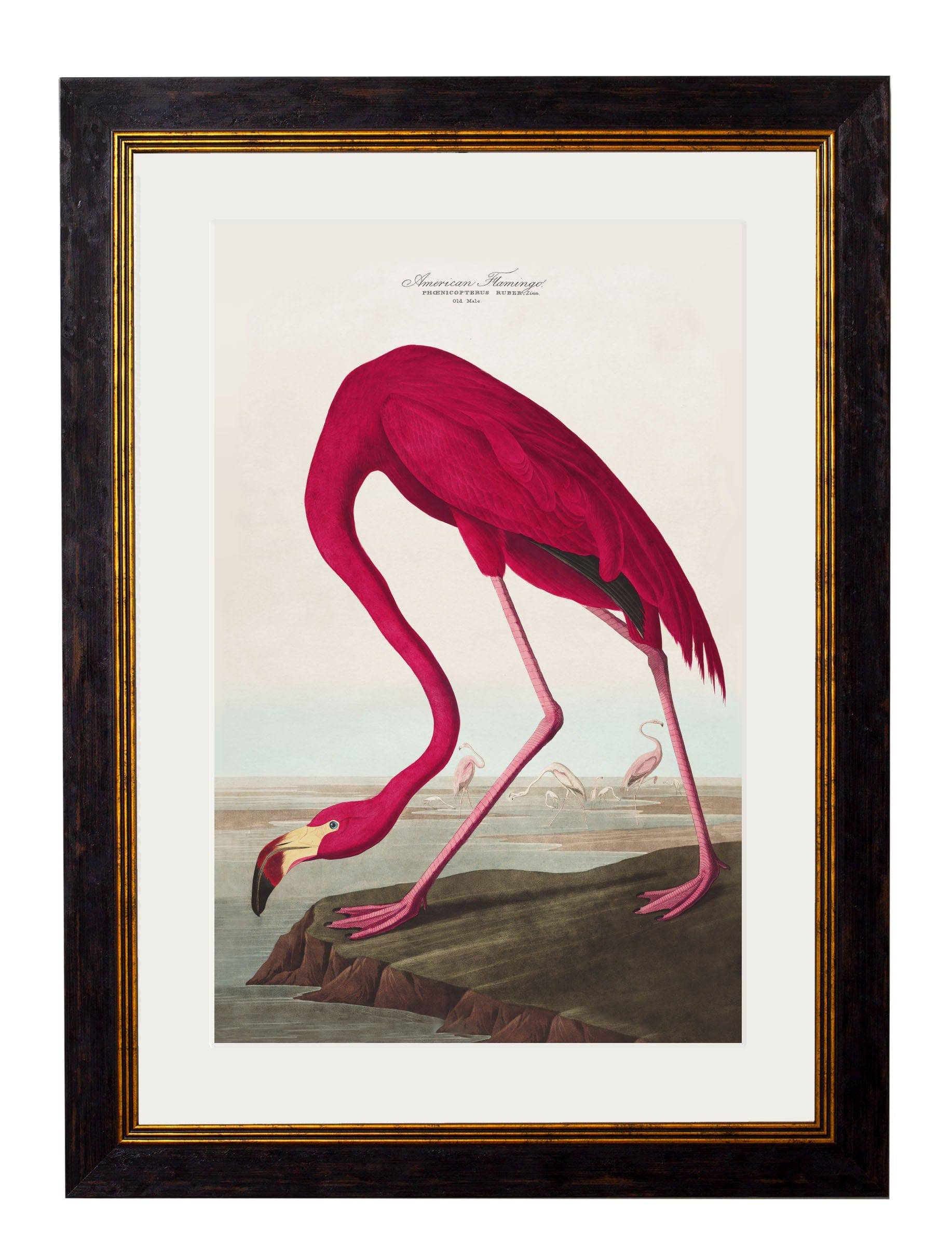 Shop c.1838 American Flamingo Vintage Print with Optional White Mount
