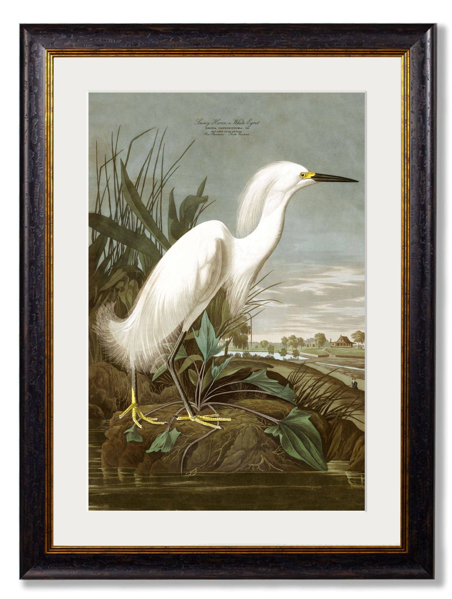 Shop c.1838 Audubon's Herons Hand-Framed in Lancashire Studio