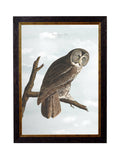 Shop c.1838 Audubon's Owls Natural History Prints with Minimal Carbon Footprint