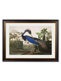 Shop c.1838 Louisiana Heron Vintage Print with Optional White Mount