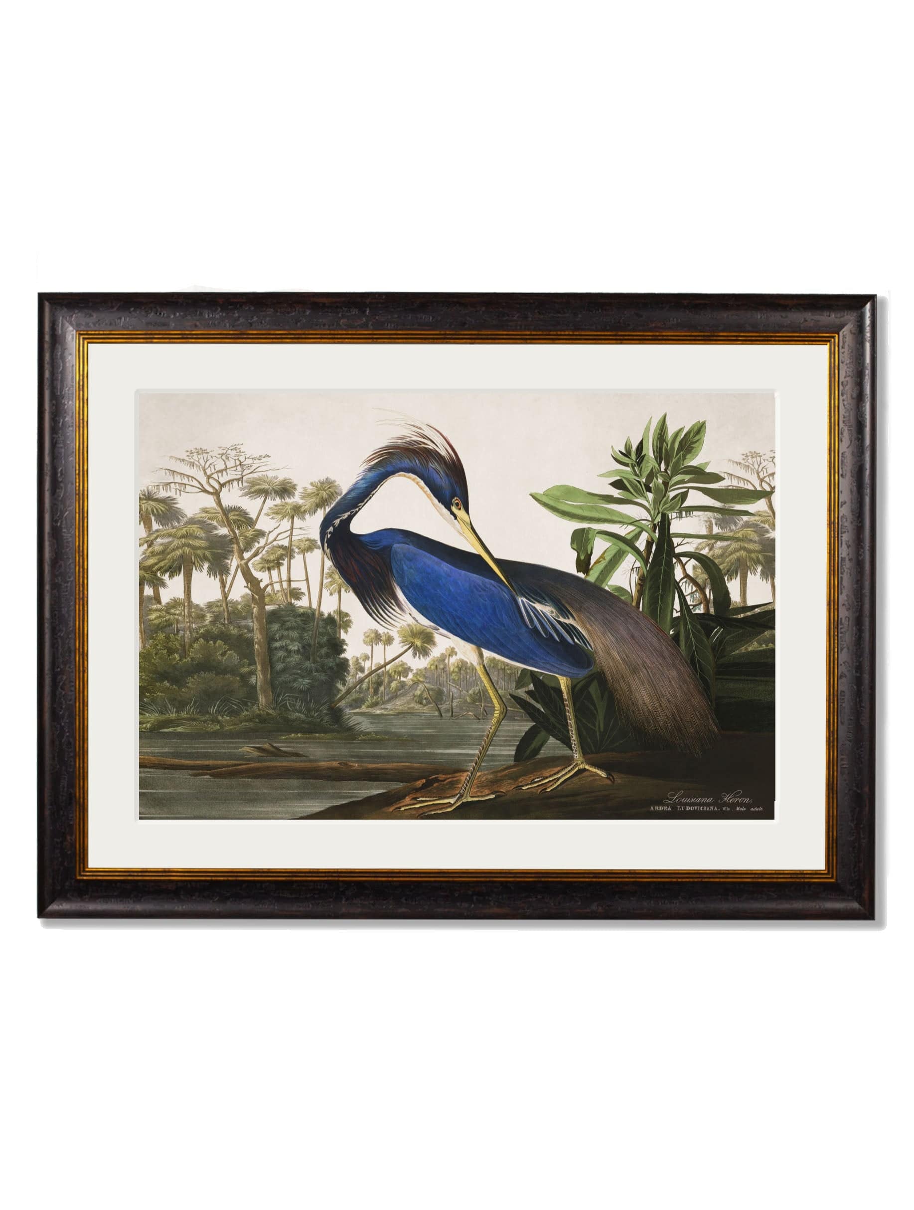 Shop c.1838 Louisiana Heron Vintage Print with Optional White Mount