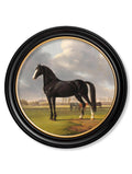 Shop c.1840 Horses Round Framed Print horse looking right online UK
