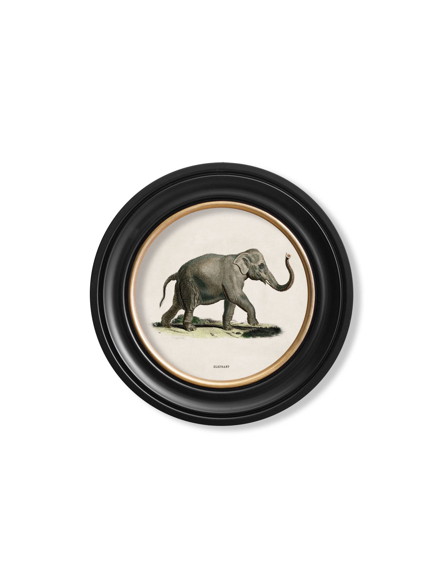 Shop c.1846 Elephants modern round wood framed art print