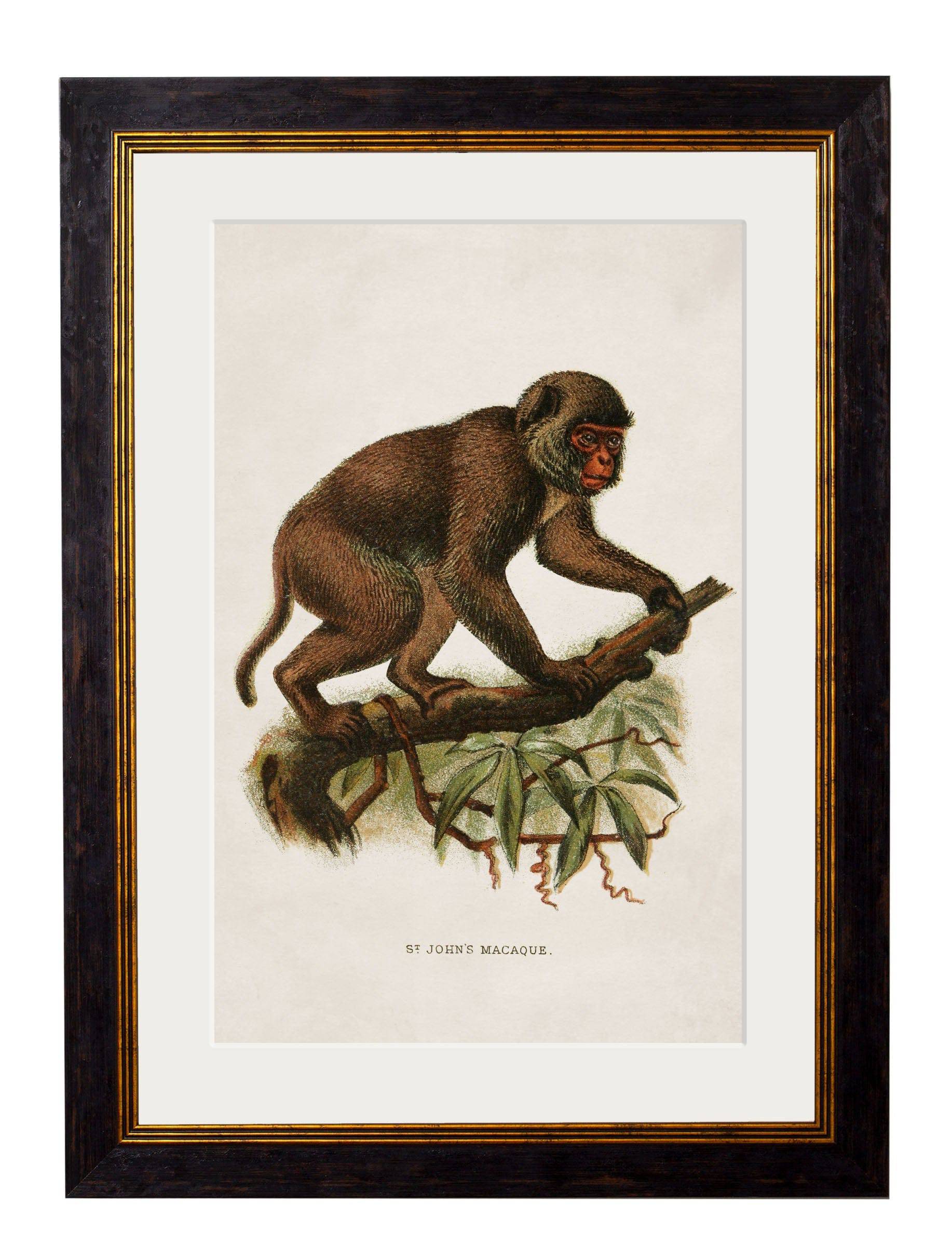 Shop c.1910 St John's Macaque Illustration in Oxford Slim Sustainable Frame