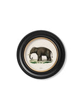 Shop high quality classic safari wildlife prints UK online free delivery