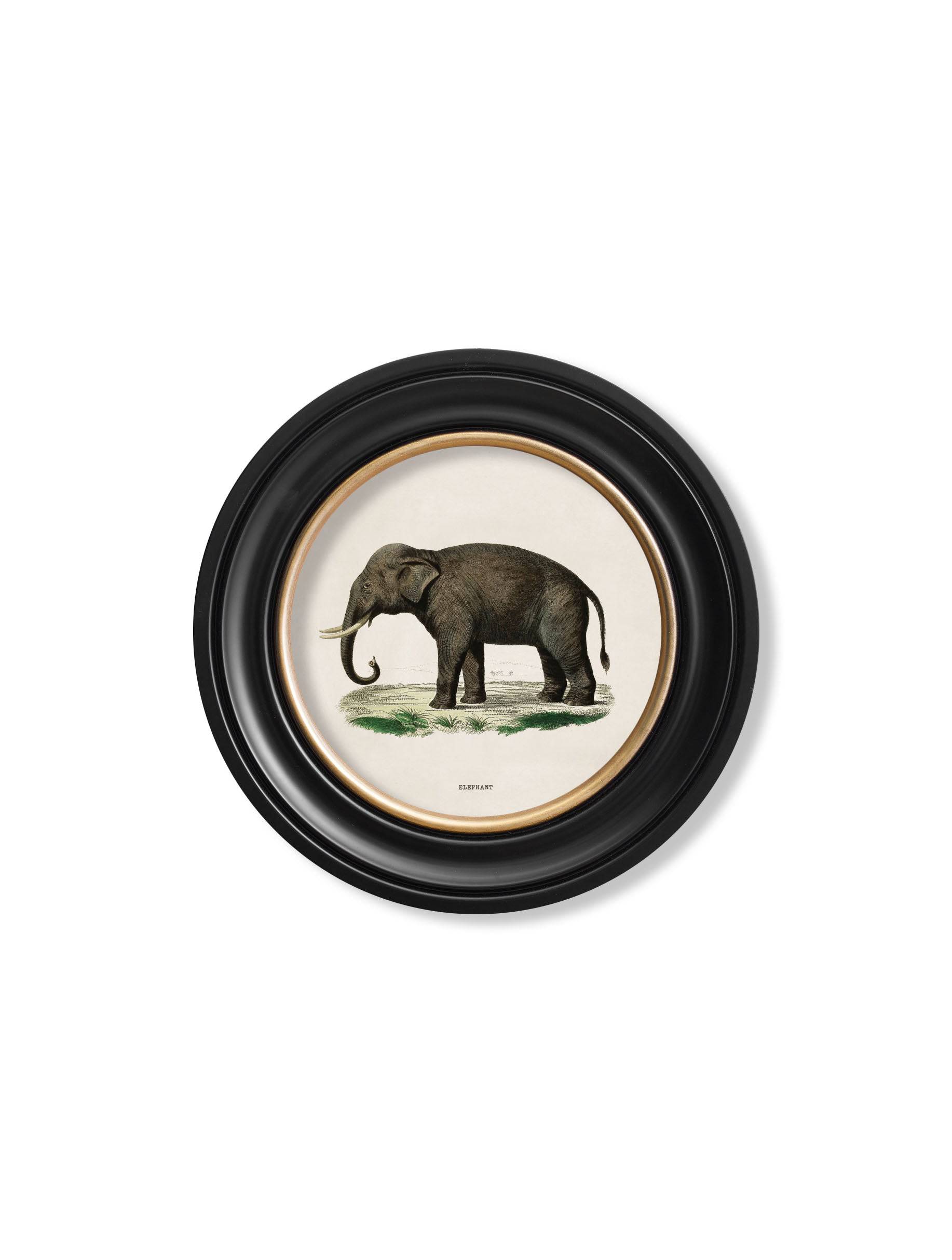 Shop high quality classic safari wildlife prints UK online free delivery