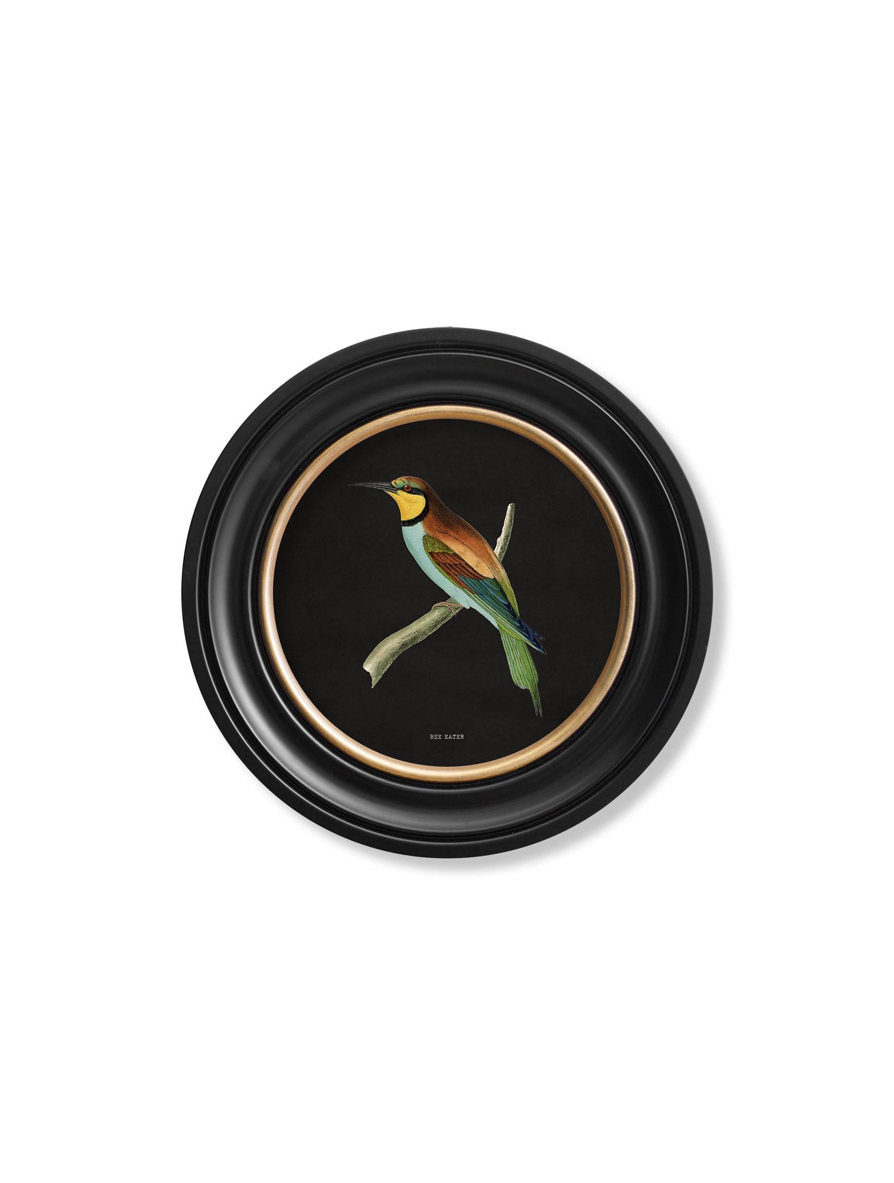 Shop modern round framed 19th-century bird art UK