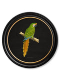 Shop modern round framed exotic bird photography wall art UK