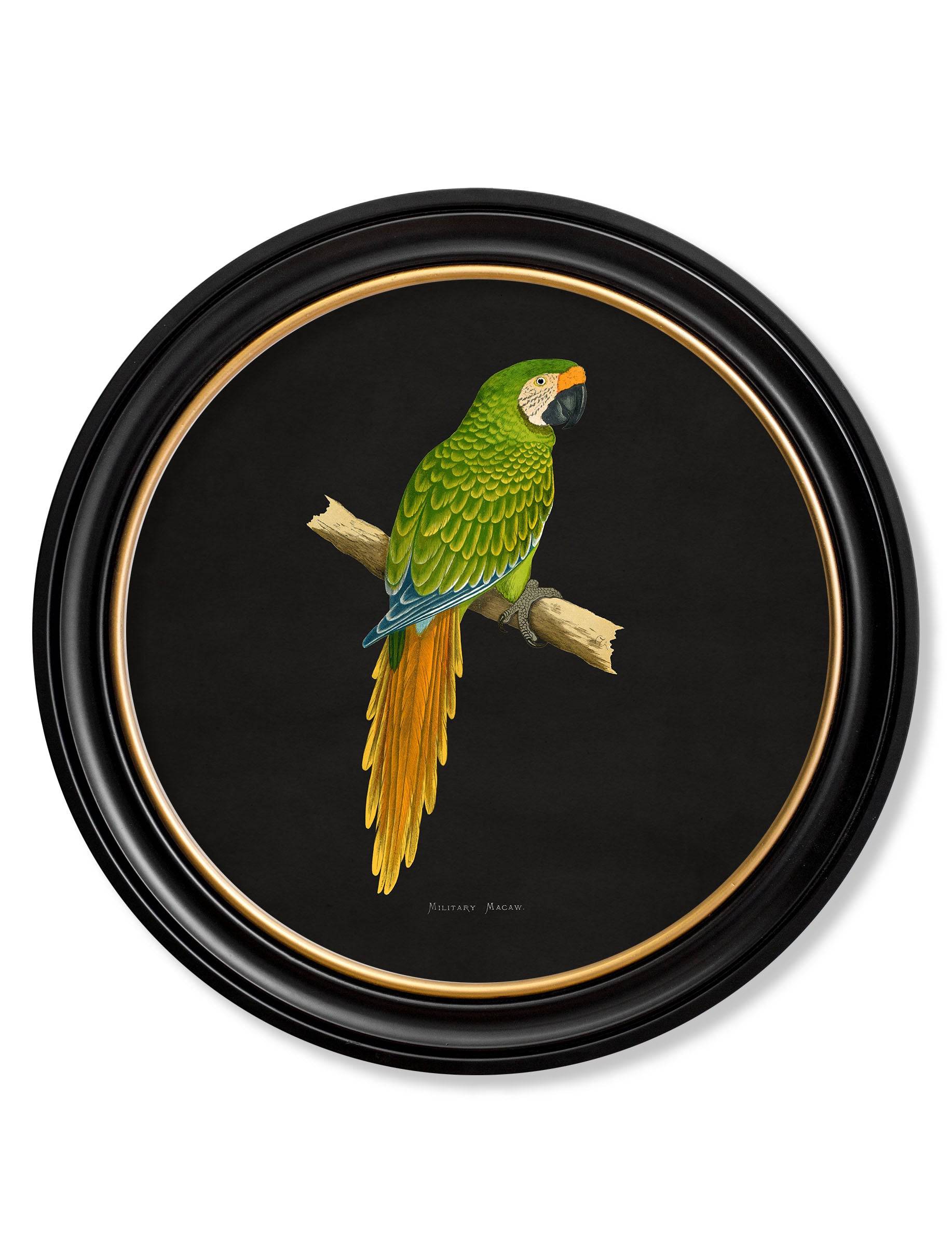 Shop modern round framed exotic bird photography wall art UK