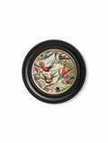 Shop unique Round Framed Ernst Haeckel Illustrations for Modern Gallery Walls