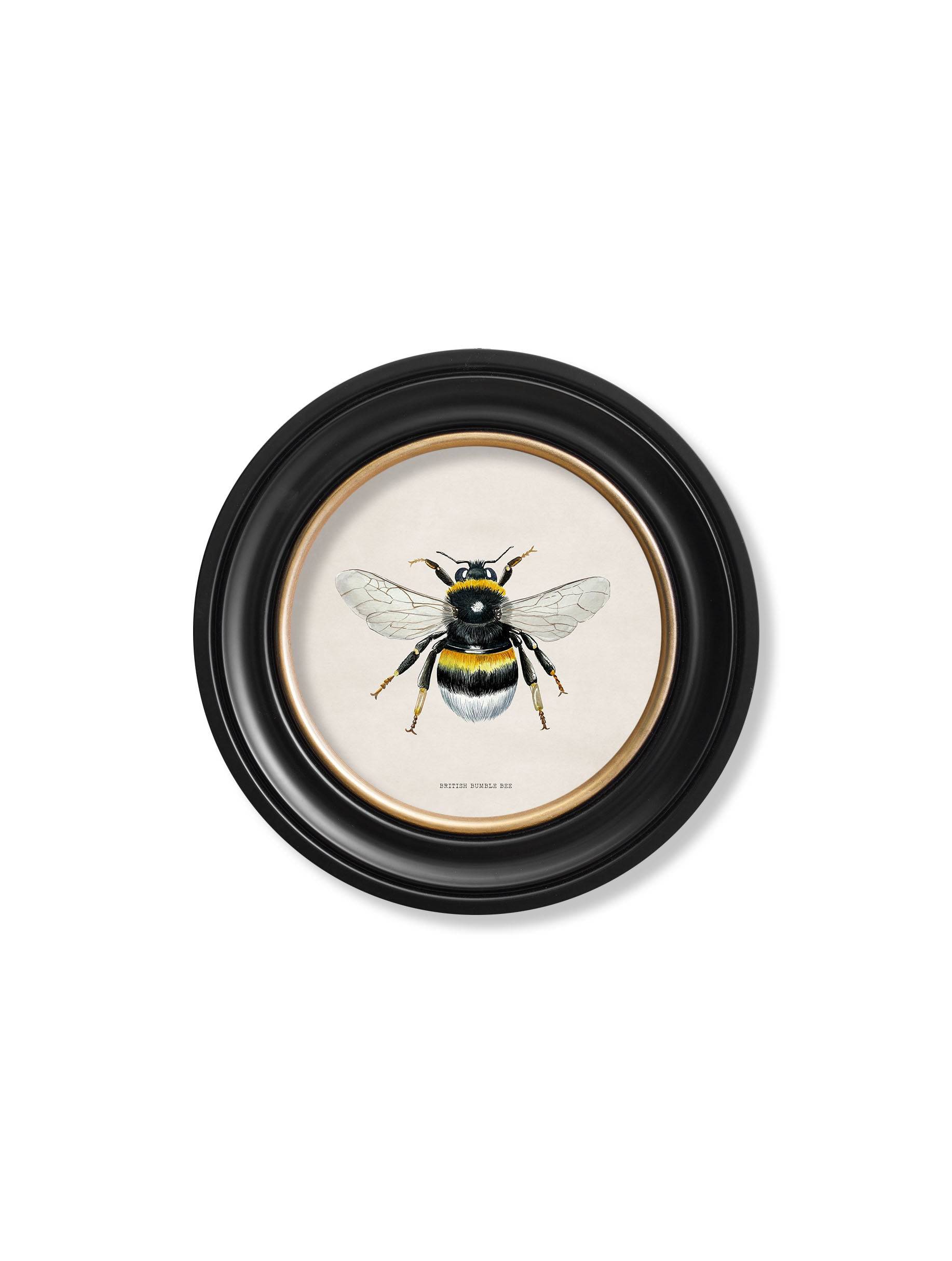 Shop vintage bumble bee illustration round wall decor