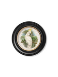 Shop vintage cockatoo bird illustrations round frames