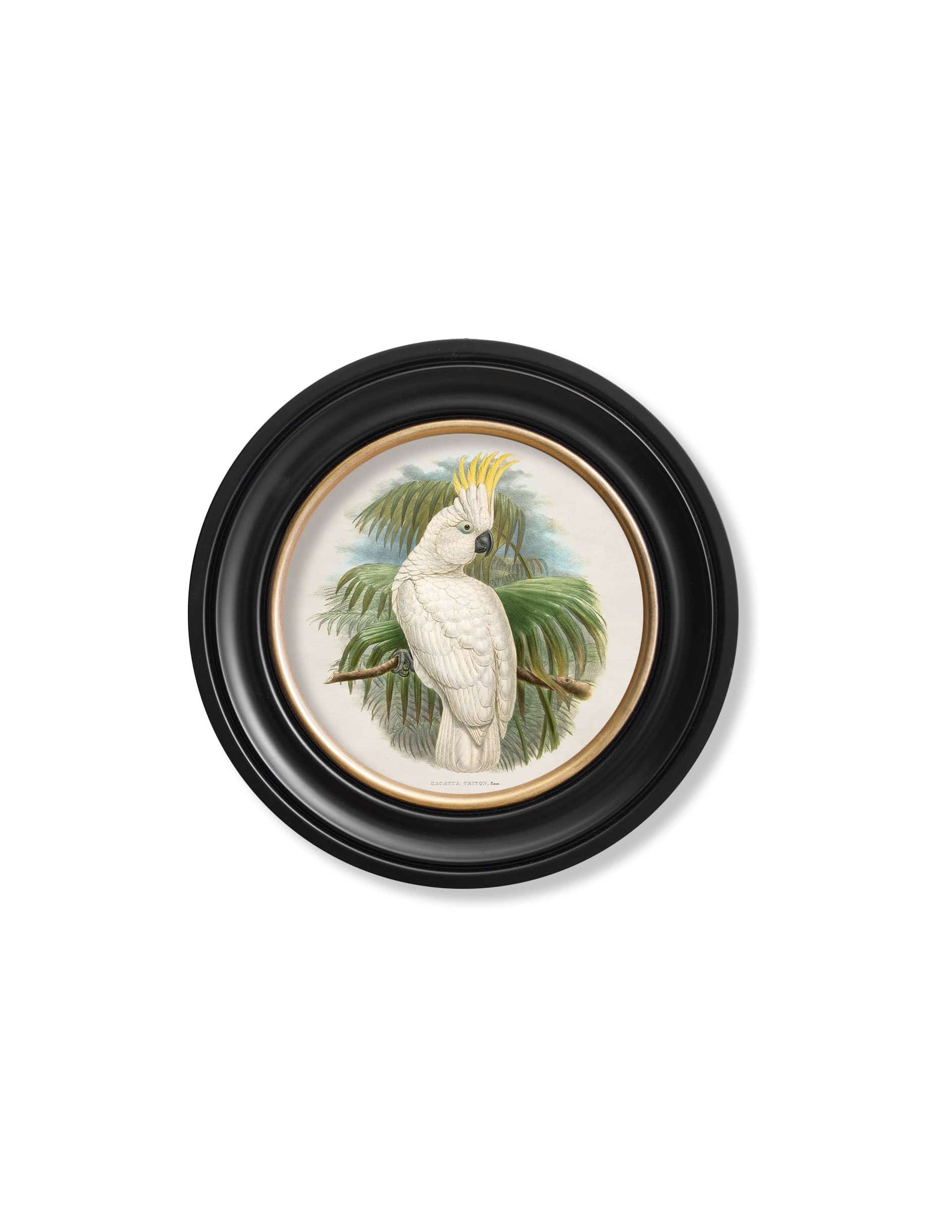 Shop vintage cockatoo bird illustrations round frames