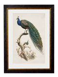 Shop vintage peacock wall art Oxford Slim frame online