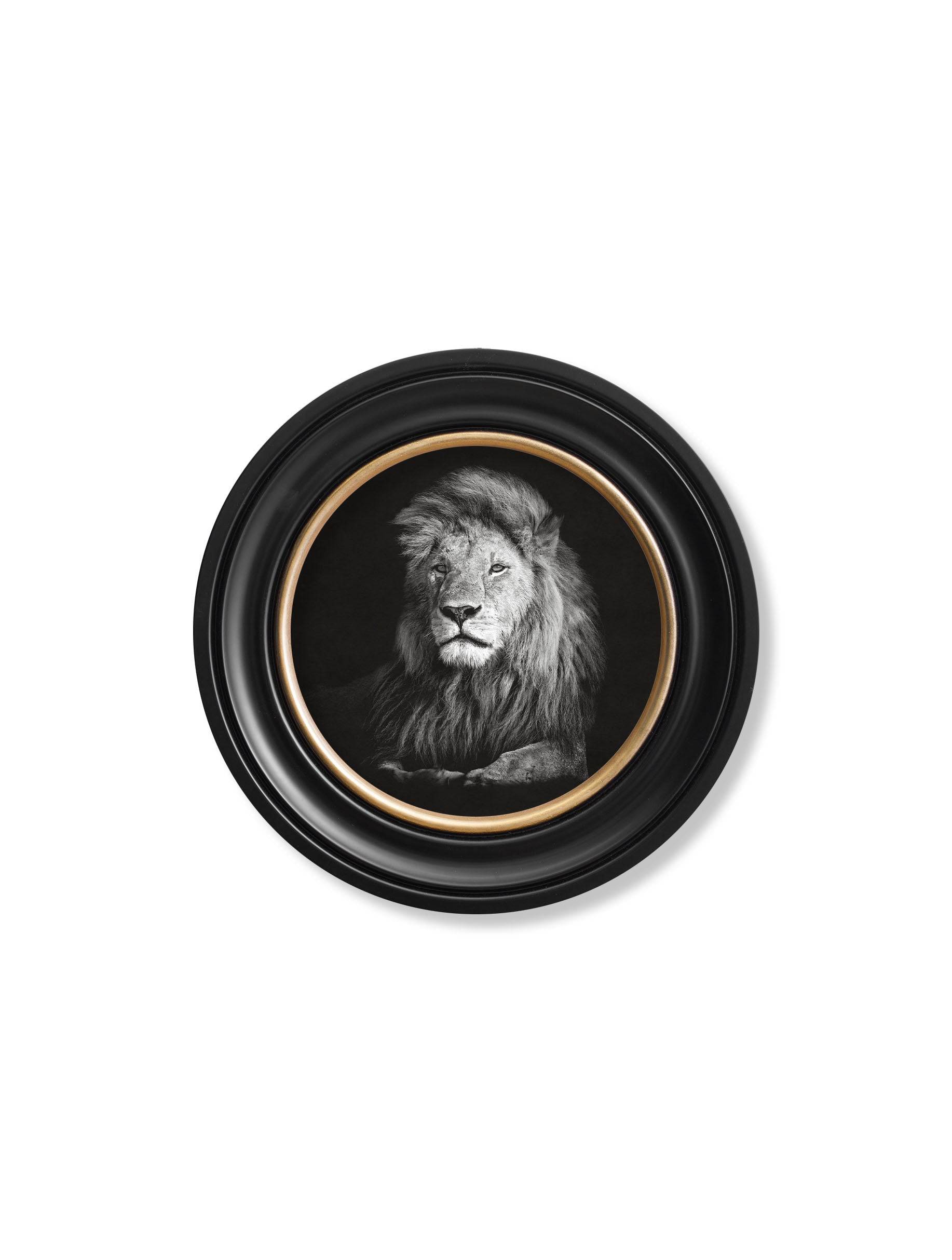 Shop wildlife lion portrait round framed decor online