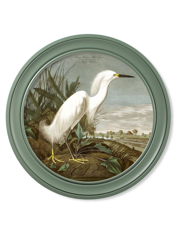 c.1838 Audubon's Snowy Heron in Green Frame - Blythe Living