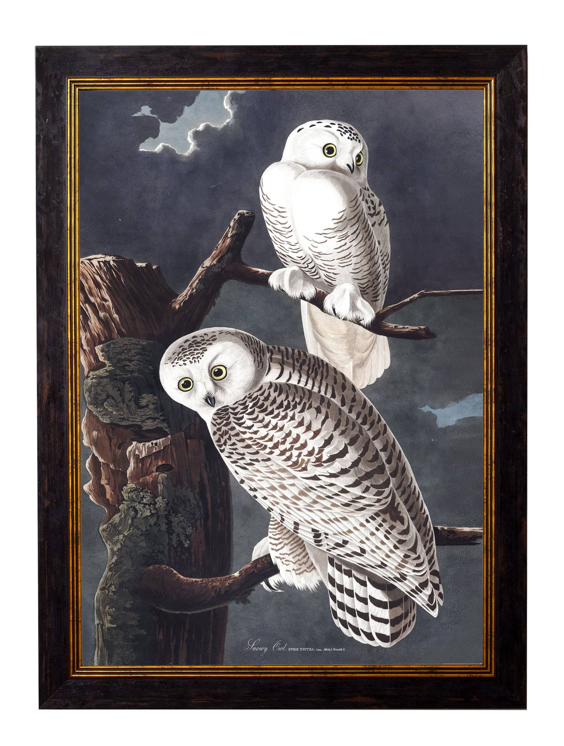 c.1838 Audubon's Owls - Blythe Living