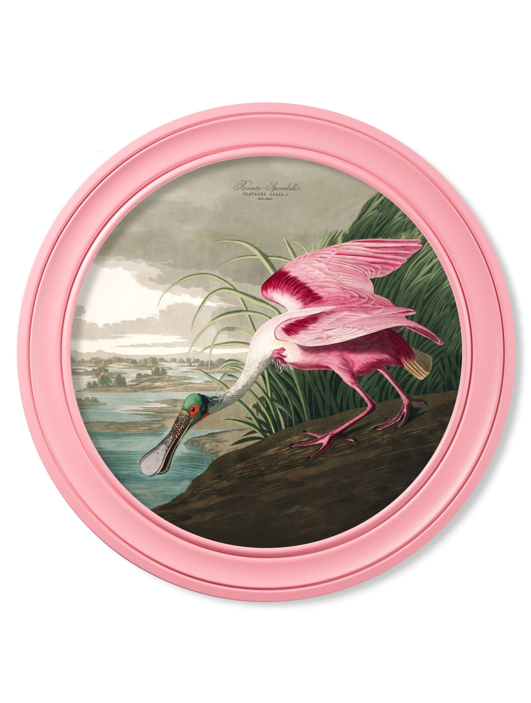 c.1838 Audubon's Spoonbill in Pink Frame - Blythe Living