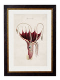 c.1876 Collection of Marine Animals - Blythe Living